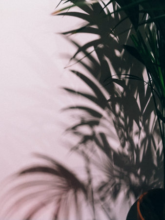 the hard shadow of a palm tree on the white wall. Summer beach backdrop with tropical palm leaves...