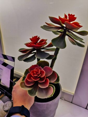 succulents stone rose with red color. A beautiful Echeveria species with lovely powder blue purple leaves. in a brown plastic potの写真素材