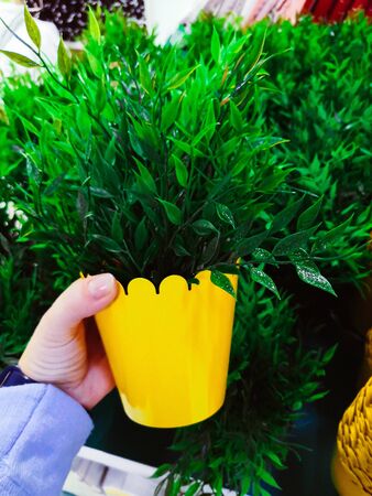 green plants in a yellow metallic pot. Home gardening concept. Spring time. Stylish interior with a lot of plants. Taking care of home plants. Fresh home growth thyme in a pot.の写真素材