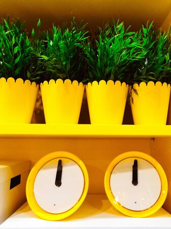 vintage yellow alarm clock without number isolated on green plants in a yellow metallic potの写真素材