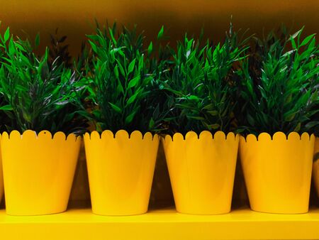 four green plants in a yellow metallic pot. Home gardening concept. Spring time. Stylish interior with a lot of plants. Taking care of home plants. Fresh home growth thyme in a pot.の写真素材