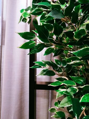 home plants in pots in the interior. Light, new style living room with small table and decorative houseplantsの写真素材