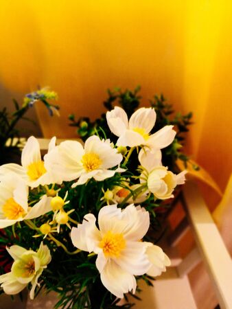 home plants in pots in the interior. Light, new style living room with small table and decorative houseplantsの写真素材