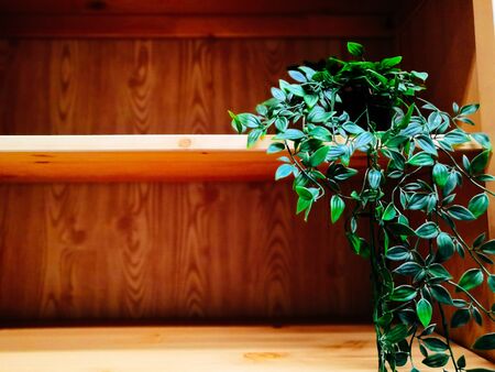 home plants in pots in the interior. Light, new style living room with small table and decorative houseplantsの写真素材