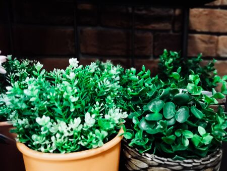 home plants in pots in the interior. Light, new style living room with small table and decorative houseplantsの写真素材