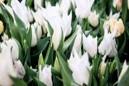 Tulipan liliokszta tny Sapporo . White decorative Sapporo Tulip hybrid flowers with spiky flexed petals, sunbathing in spring sunshineの写真素材
