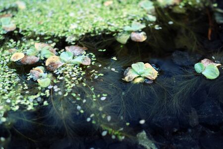nenufar in the waterbodies, the flora in the pond, water lilies and other plants living in the waterの写真素材