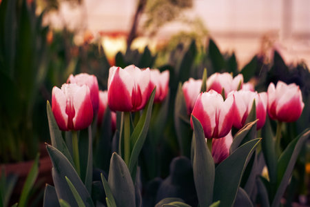 Pink tulips flower, beautifuly flower in garden plant, tulip spring-blooming. Abstract floral...