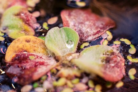 close-up of algae growing on the surface of the water of a pondの写真素材