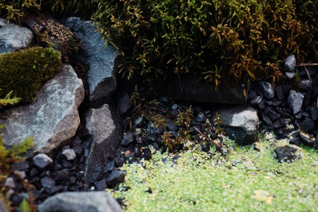 moss live composition grown in a greenhouse. Moss formed as if the forest in miniature. Space for...