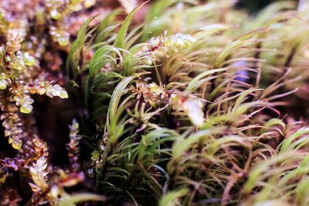 Heather grows in rocks along reservoirs, rivers and ponds. Close up with selective focus, along with moss and other vegetation of ground flora and moss. Natural background, place for textの写真素材