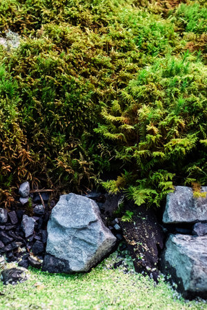moss live composition grown in a greenhouse. Moss formed as if the forest in miniature. Space for...