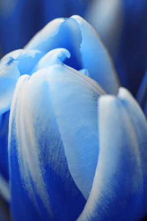 Toned blue pink tulip flower with water drops,macro photo.One flower head in green field after rain,close up.Copy spaceの写真素材