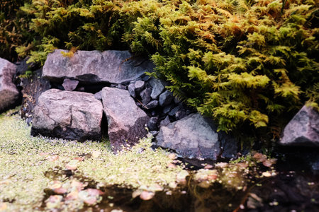 moss live composition grown in a greenhouse. Moss formed as if the forest in miniature. Space for your textの写真素材