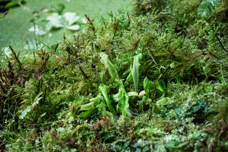 Heather grows in rocks along reservoirs, rivers and ponds. Close up with selective focus, along with...
