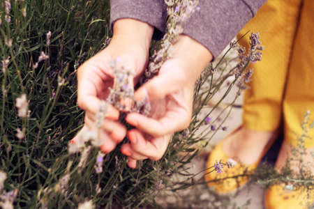 Lavender flower bouquet on a purple background. Woman hands preparing a bouquet of summer flowers. Top viewの写真素材