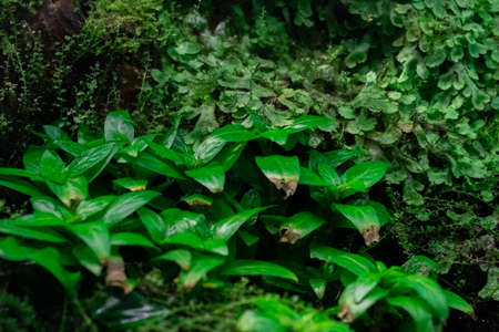 small creeper of some green and reddish branches having small closed buds of flowersの写真素材