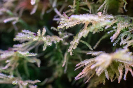 Macro of bryum moss Pohlia nutans with dew drops on forest floor over dark green backgroundの写真素材