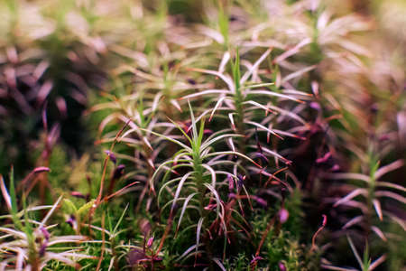 Macro of bryum moss Pohlia nutans with dew drops on forest floor over dark green backgroundの写真素材