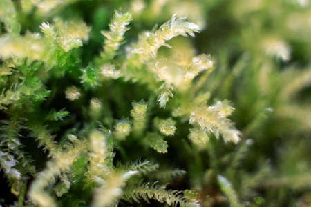 Macro of bryum moss Pohlia nutans with dew drops on forest floor over dark green backgroundの写真素材