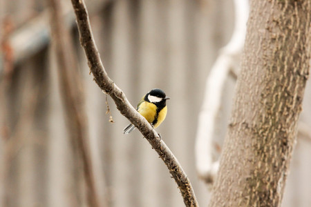 yellow bird on the treeの写真素材