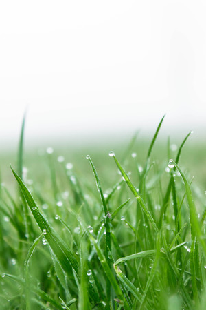 wather on the grassの写真素材