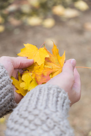 Autumn Maple Leaves in wooman hands backgroundの写真素材