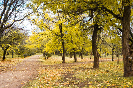 Autumn park trail landscapeの写真素材