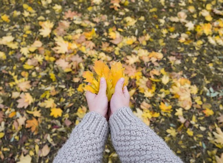 Autumn Maple Leaves in wooman hands backgroundの写真素材