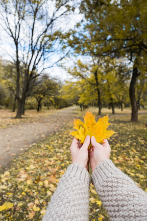 Autumn Maple Leaves in wooman hands backgroundの写真素材