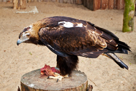 hawk eat meat