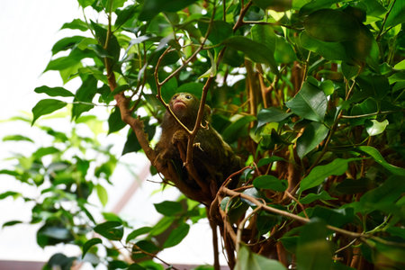 Pygmy Marmoset