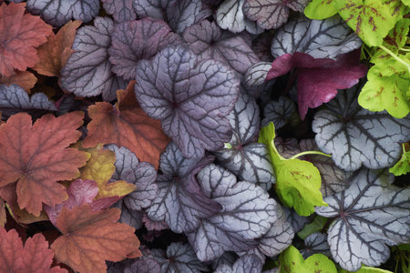 Beautiful flowers background