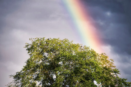 rainbow and birds on the tree