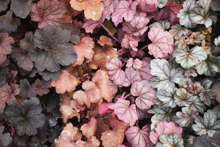 Beautiful flowers backgroundの写真素材