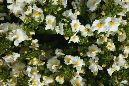 Beautiful flowers backgroundの写真素材