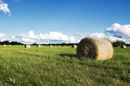 hay rollの写真素材