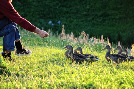 A man is feeding a ducksの写真素材