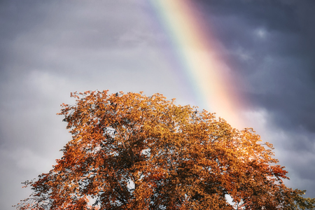 rainbow and birds on the treeの写真素材