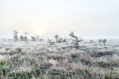 foggy dawn in the swamp