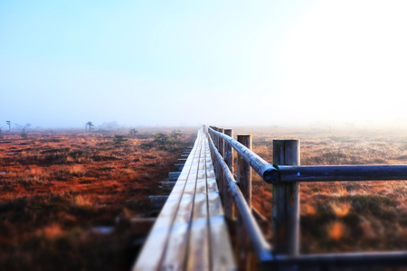 neverending road to swamp and forestの写真素材