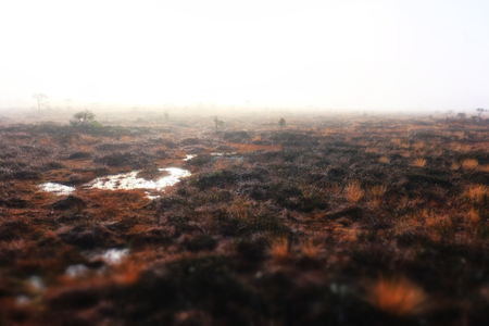 foggy dawn in the swampの写真素材
