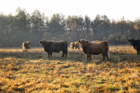 beautiful cows in sunny meadowの写真素材