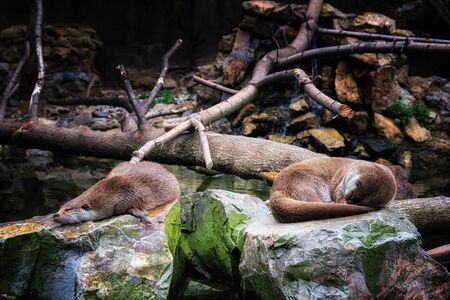 two sleeping otters near the waterの写真素材