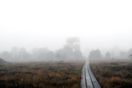 foggy road in the swamp