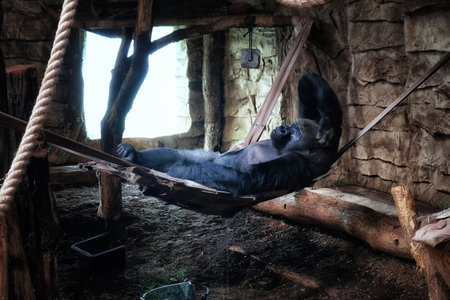pensive gorilla lies in a hammock