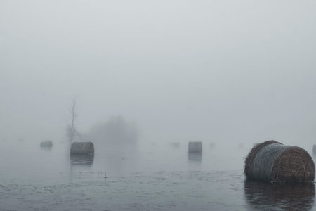 hay rolls in water and morning fogの写真素材