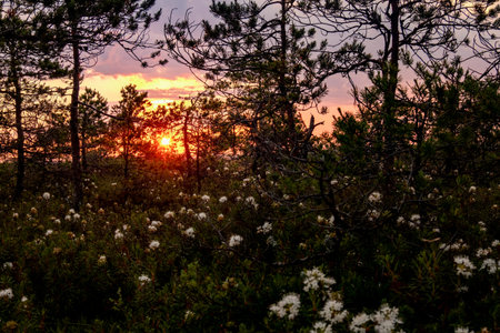 unusual fabulous view of the dawn in the forestの写真素材