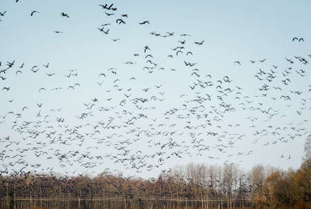 large flock of migratory birds over a field in Estoniaの写真素材