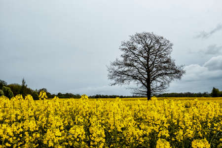 stunningly beautiful sunset view over the Baltic Seaの写真素材